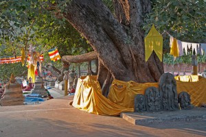 Albero secolare di Peepal (Ficus religiosa) - Bodh Gaya Bihar