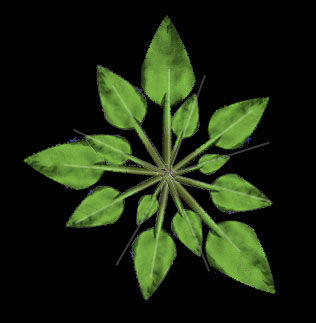 Illustrazione 20: foglie disposte secondo l'angolo di rotazione phi