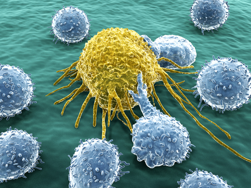 Terapia rivoluzionaria con cellule immunitarie TIL uccide il cancro al seno: cosa sono