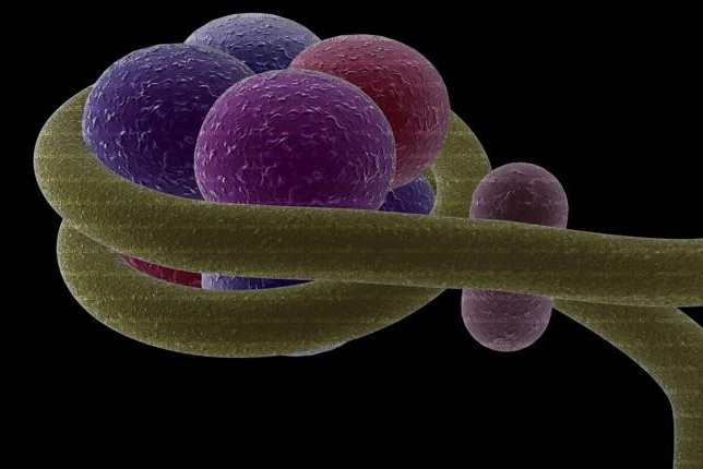 Nucleosoma – Il più piccolo “mattone” del DNA è identico in tutte le specie