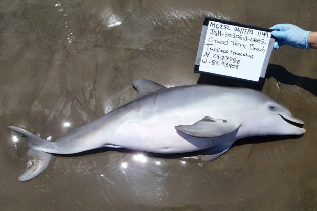 Deepwater Horizon, uno studio durato quattro anni misura le conseguenze sui delfini