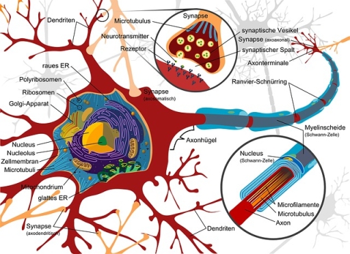 L’origine del Parkinson: va cercata nell’intestino
