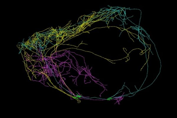 Il neurone gigante che avvolge il cervello (di topo)