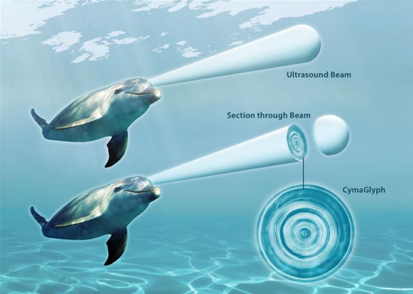 I delfini comunicano con un linguaggio “olografico”